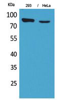 DRA Rabbit Polyclonal Antibody