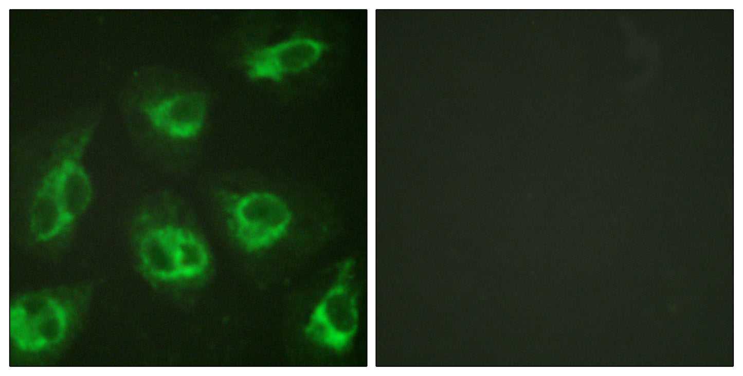 DREAM Rabbit Polyclonal Antibody