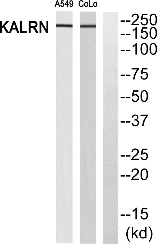 Duo Rabbit Polyclonal Antibody