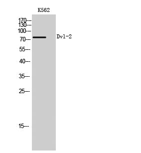 Dvl-2 Rabbit Polyclonal Antibody