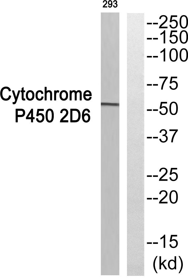 Dyrk4 Rabbit Polyclonal Antibody