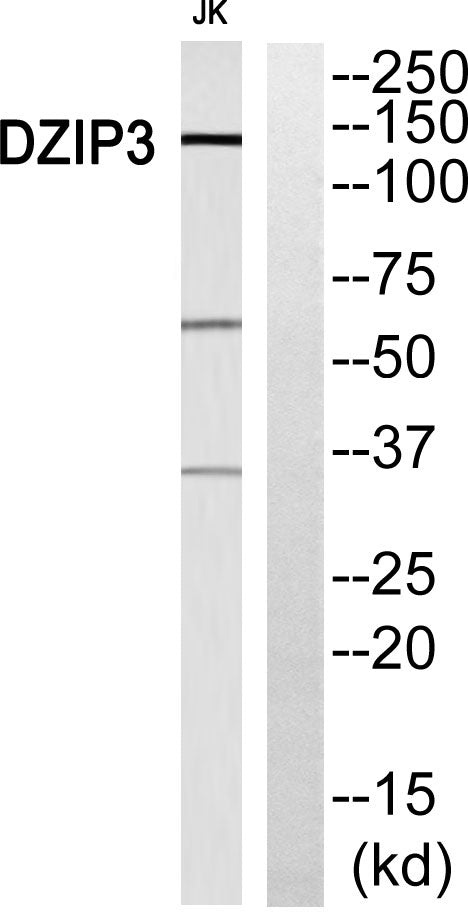 DZIP3 Rabbit Polyclonal Antibody