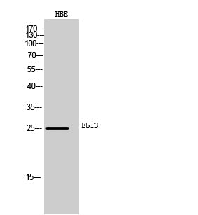 Ebi3 Rabbit Polyclonal Antibody