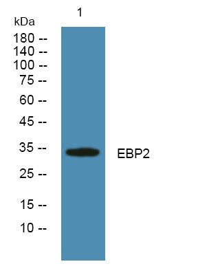 EBP2 Rabbit Polyclonal Antibody