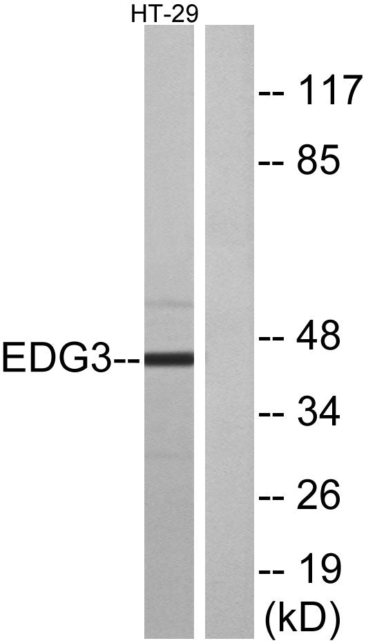 EDG-3 Rabbit Polyclonal Antibody