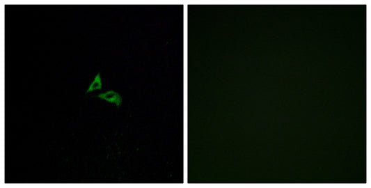 EDG-7 Rabbit Polyclonal Antibody