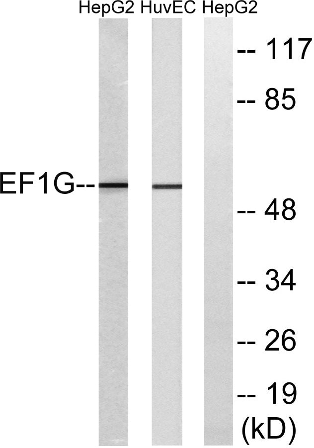 EF-1 γ Rabbit Polyclonal Antibody