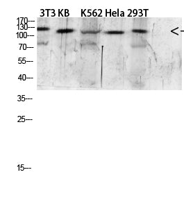 EGF Rabbit Polyclonal Antibody