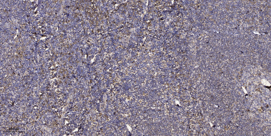 eIF1B Rabbit Polyclonal Antibody