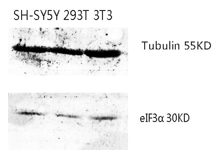 eIF3α Rabbit Polyclonal Antibody
