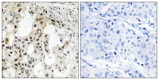 eIF3ζ Rabbit Polyclonal Antibody