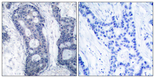 eIF4E Rabbit Polyclonal Antibody