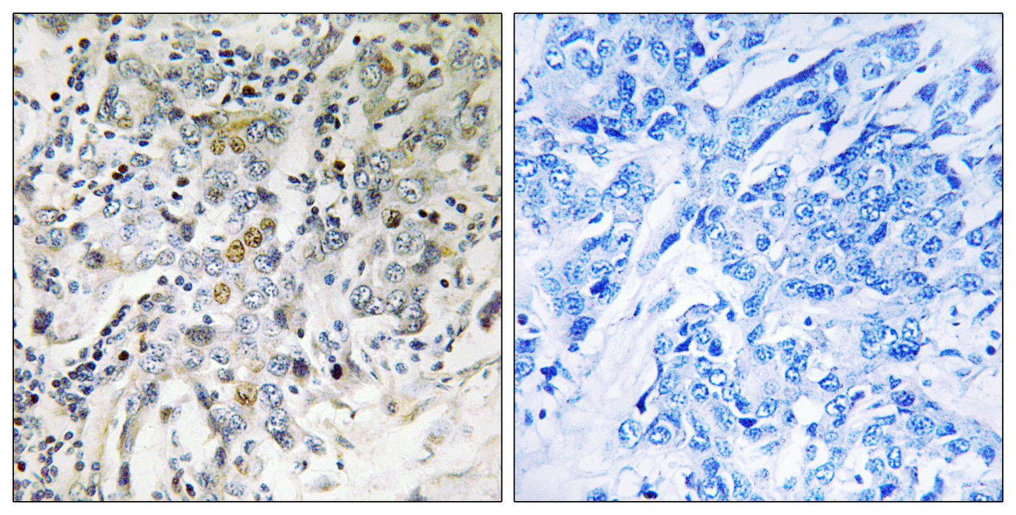 ELL2 Rabbit Polyclonal Antibody