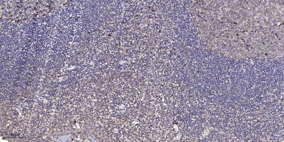 ELOF1 Rabbit Polyclonal Antibody