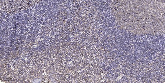 ELOF1 Rabbit Polyclonal Antibody