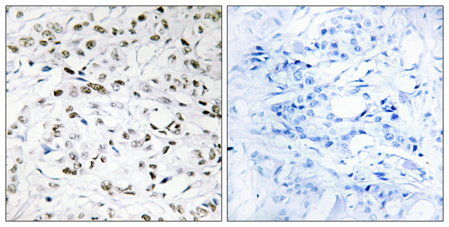 Elongin A1 Rabbit Polyclonal Antibody