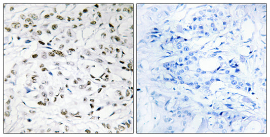 Elongin A1 Rabbit Polyclonal Antibody