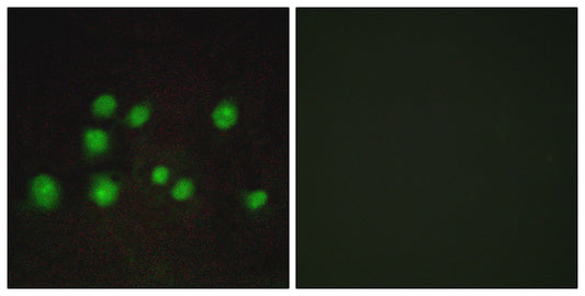 Elongin A2/3 Rabbit Polyclonal Antibody