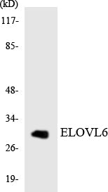 ELOVL6 Rabbit Polyclonal Antibody