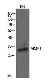 EMAP II Rabbit Polyclonal Antibody
