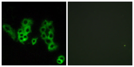 Encephalopsin Rabbit Polyclonal Antibody