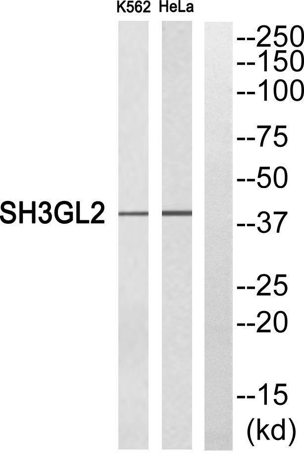 Endophilin I Rabbit Polyclonal Antibody