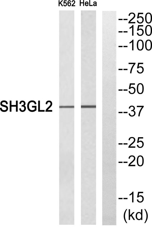 Endophilin I Rabbit Polyclonal Antibody