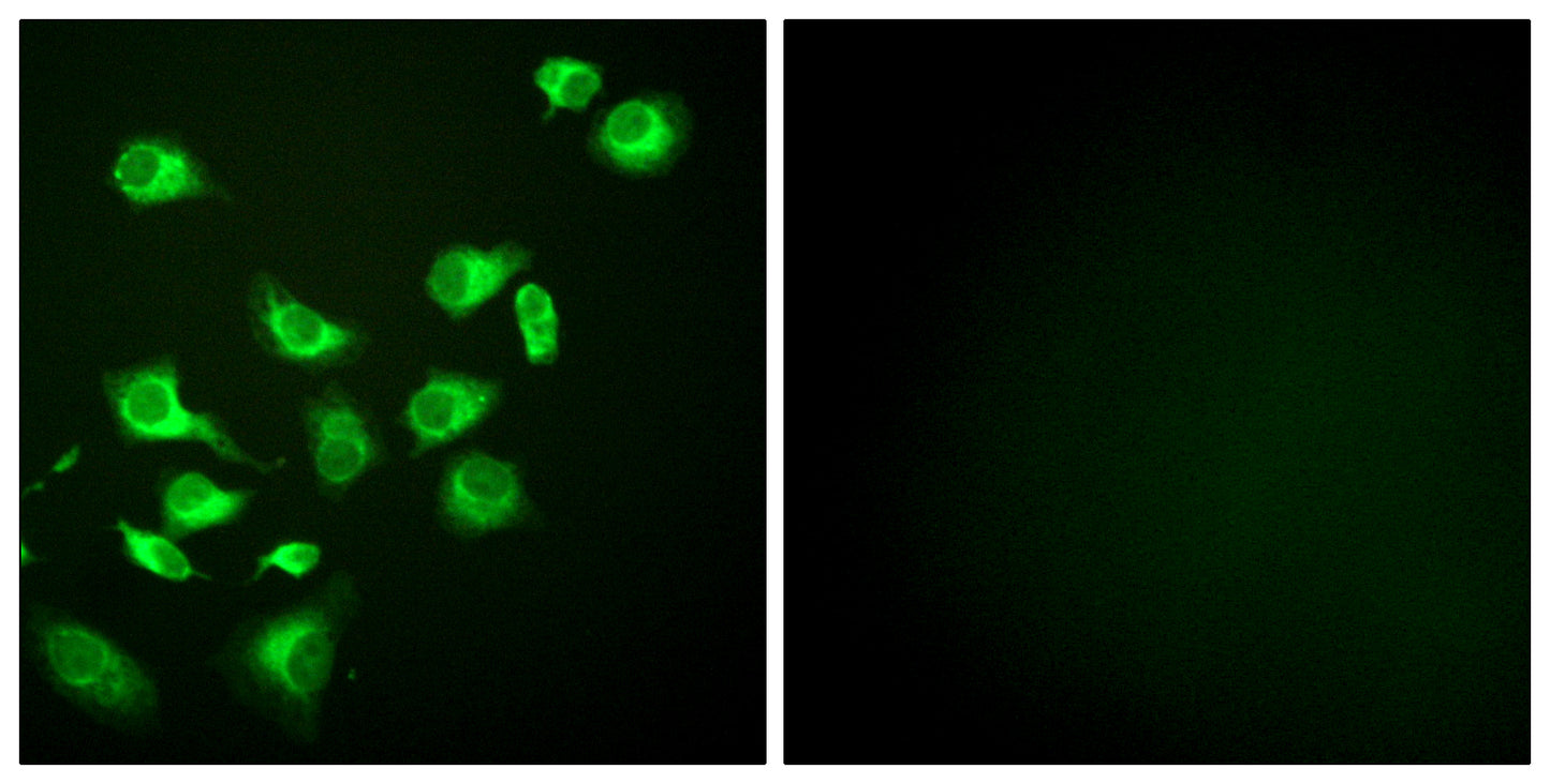 Endoplasmin Rabbit Polyclonal Antibody