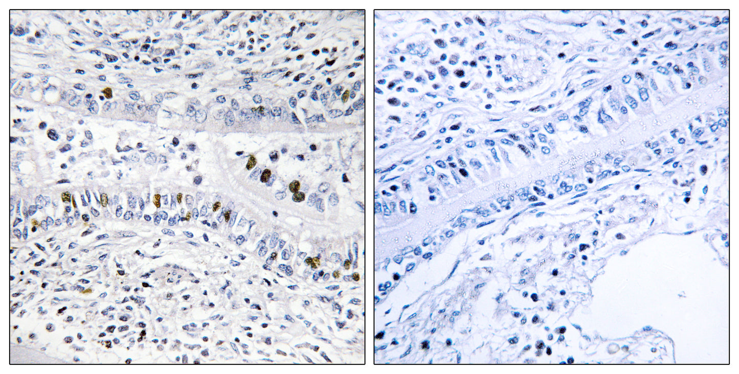 ENX-2 Rabbit Polyclonal Antibody