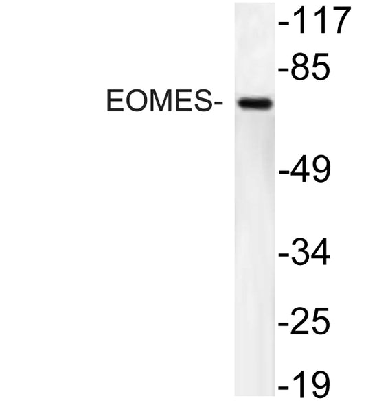 EOMES Rabbit Polyclonal Antibody