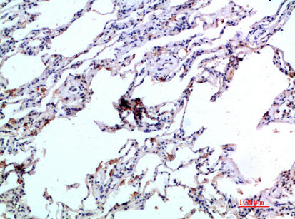 Eotaxin-2 Rabbit Polyclonal Antibody