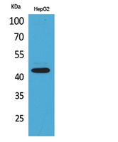 EP1 Rabbit Polyclonal Antibody