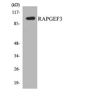 Epac Rabbit Polyclonal Antibody
