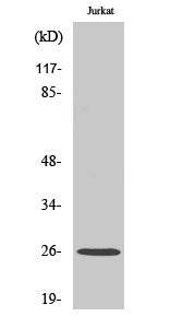 Ephrin-A5 Rabbit Polyclonal Antibody