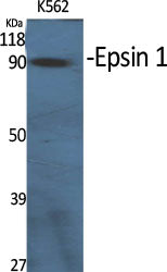 Epsin 1 Rabbit Polyclonal Antibody