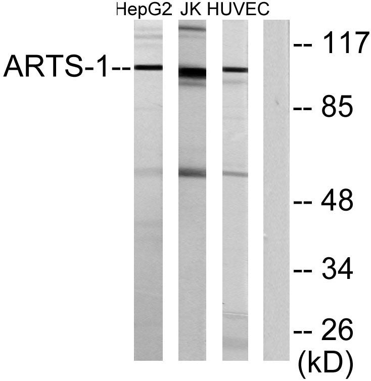 ERAP1 Rabbit Polyclonal Antibody