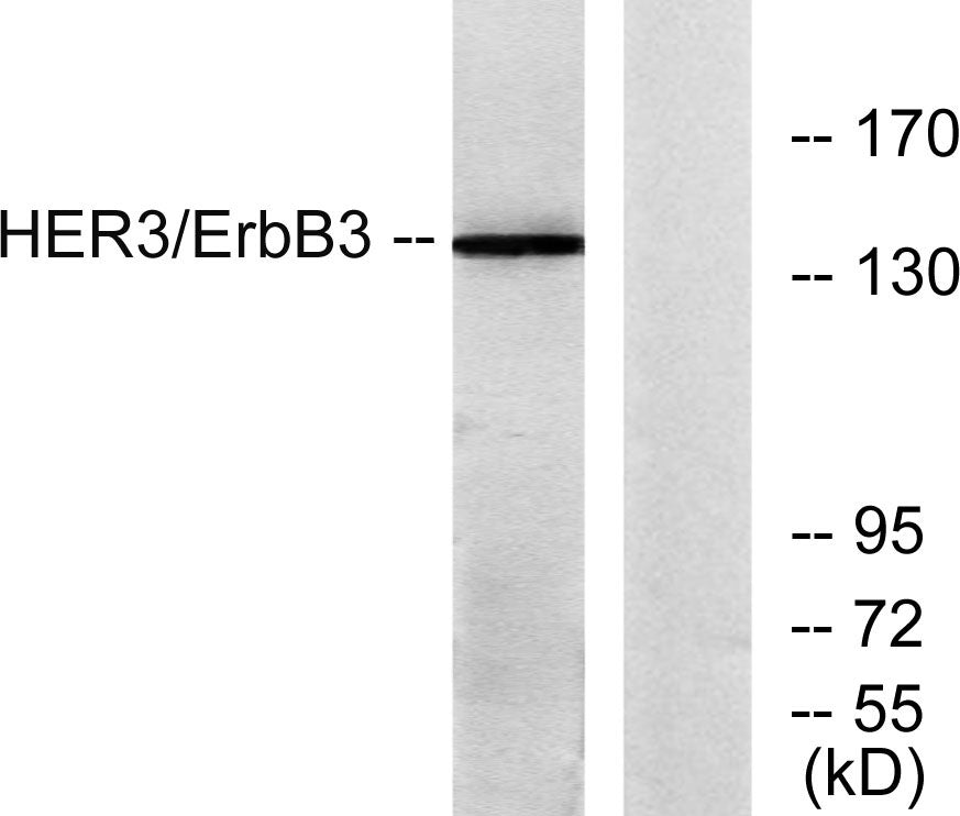 ErbB-3 Rabbit Polyclonal Antibody