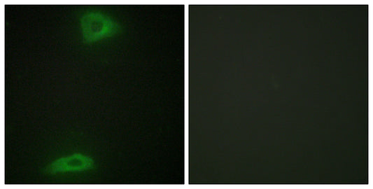 ERGIC-3 Rabbit Polyclonal Antibody