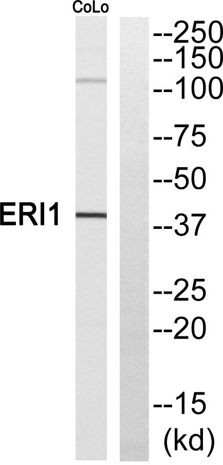 ERI1 Rabbit Polyclonal Antibody