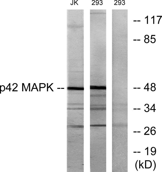 ERK 2 Rabbit Polyclonal Antibody