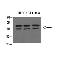 ERLIN1/2 Rabbit Polyclonal Antibody