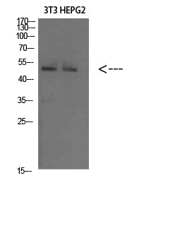 Factor IX Rabbit Polyclonal Antibody
