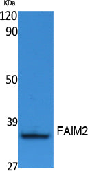 FAIM2 Rabbit Polyclonal Antibody