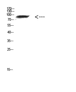 FAM48A Rabbit Polyclonal Antibody