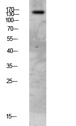 FAP-1 Rabbit Polyclonal Antibody