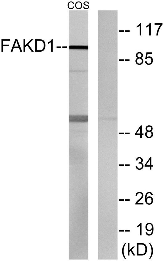 FASTKD1 Rabbit Polyclonal Antibody