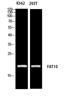 FAT10 Rabbit Polyclonal Antibody