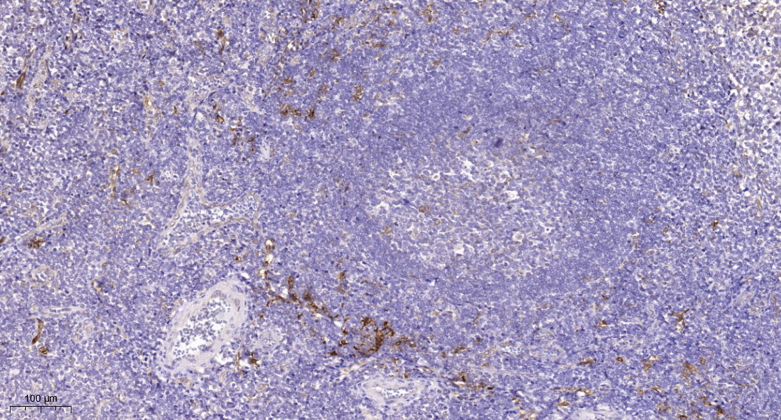 FAT2 Rabbit Polyclonal Antibody
