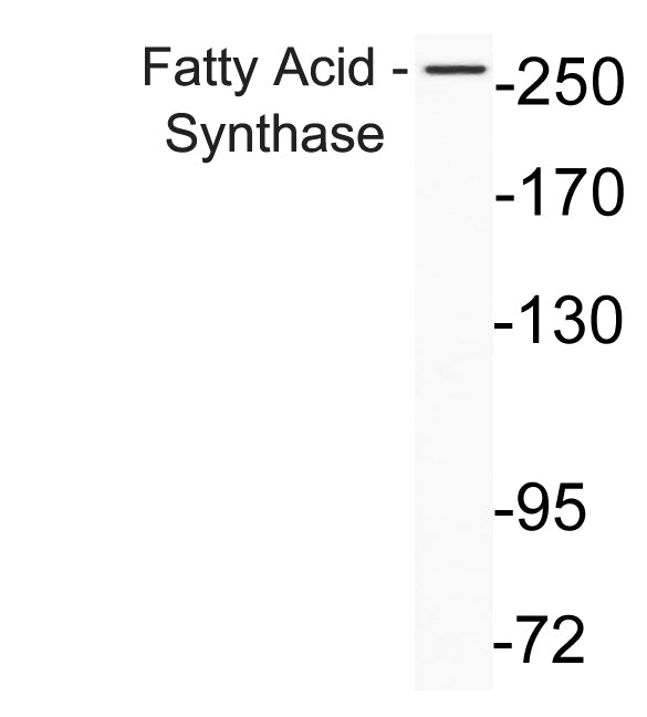 Fatty Acid Synthase Rabbit Polyclonal Antibody