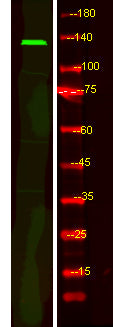 FBF1 Rabbit Polyclonal Antibody